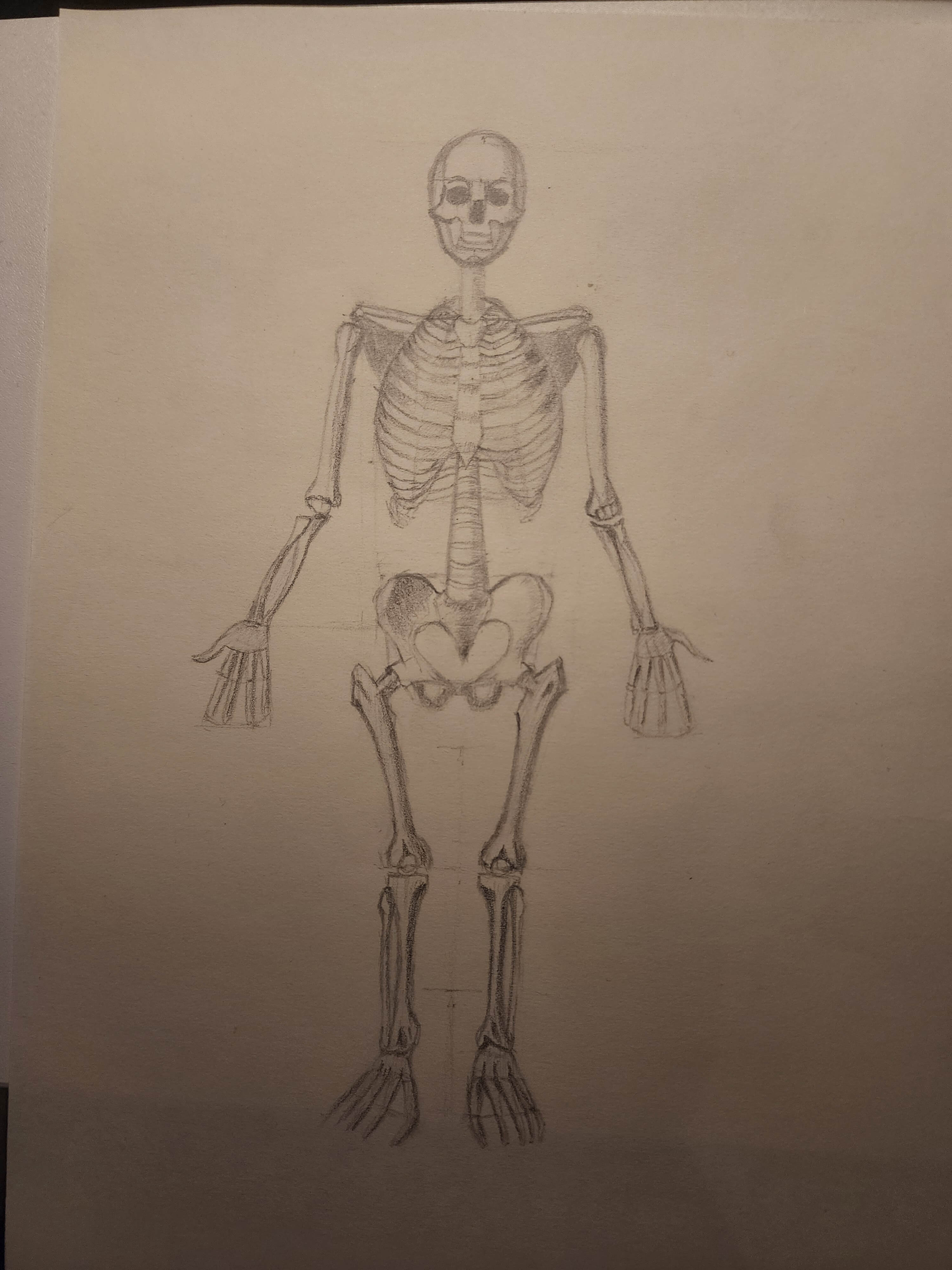 Human Skeleton